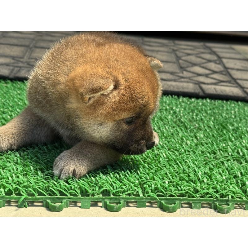 販売中の岡山県の柴犬-401129の2枚目