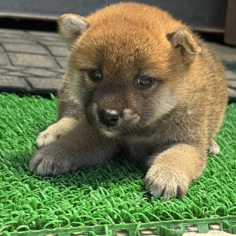 販売中の岡山県の柴犬-401129の1枚目