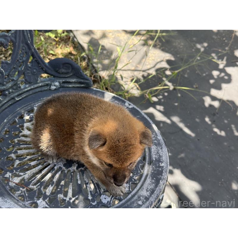 販売中の岡山県の柴犬-401130の5枚目