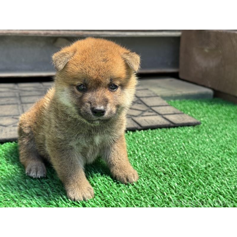 販売中の岡山県の柴犬-401130の4枚目