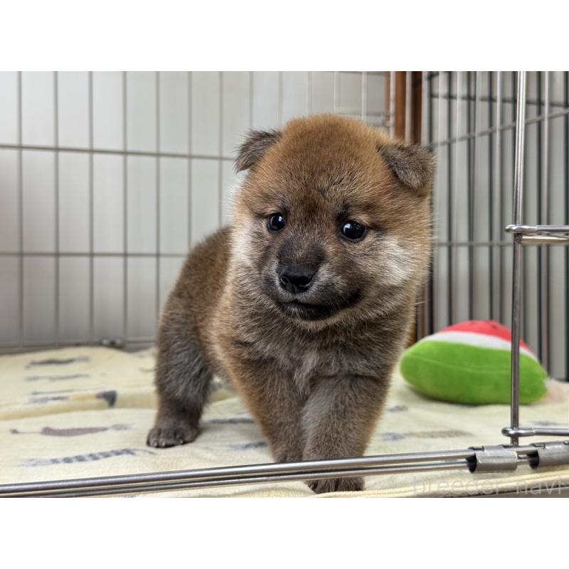販売中の岡山県の柴犬-401130の3枚目