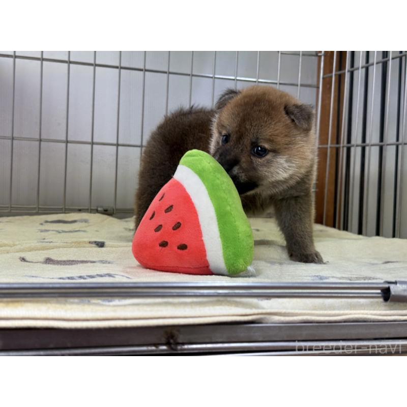 販売中の岡山県の柴犬-401130の2枚目