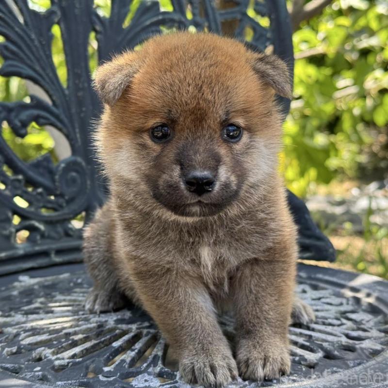 販売中の岡山県の柴犬-401130
