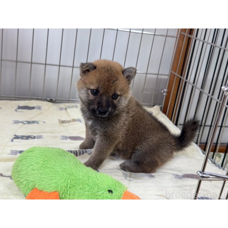 販売中の岡山県の柴犬-401132の5枚目