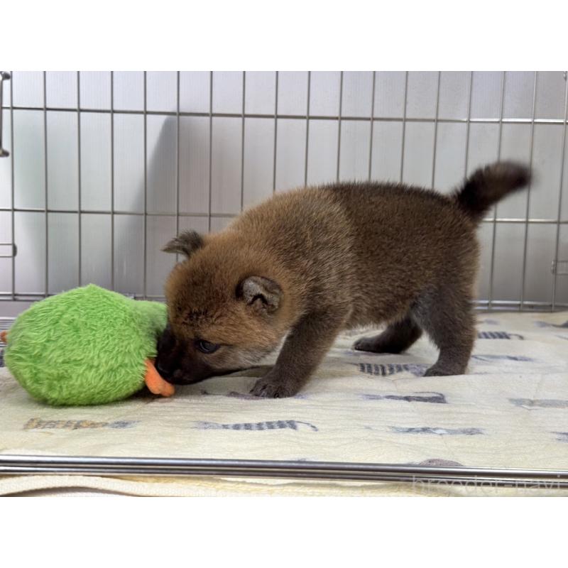 販売中の岡山県の柴犬-401132の4枚目