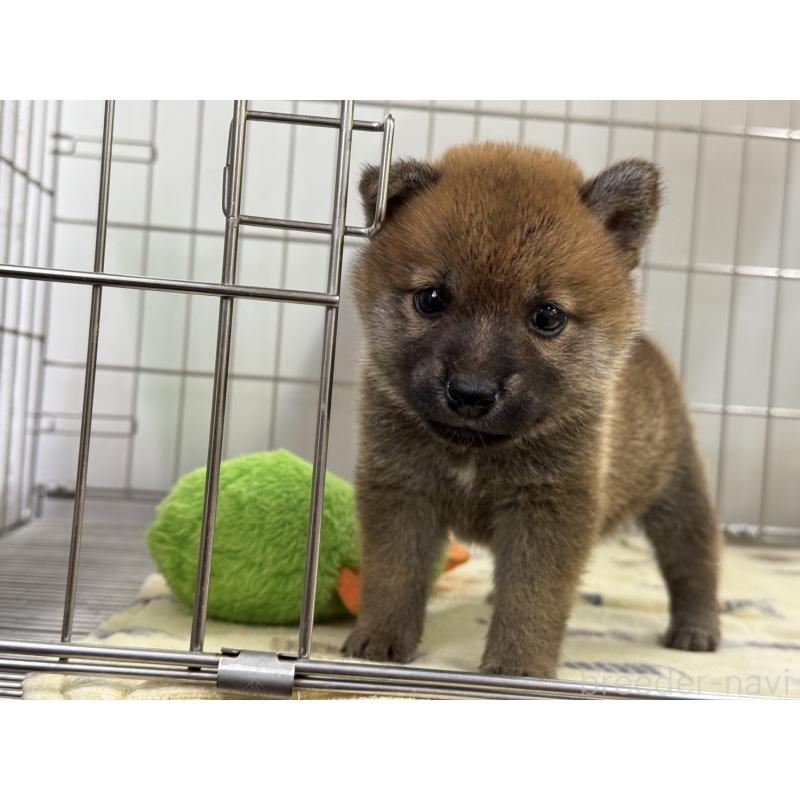 販売中の岡山県の柴犬-401132の3枚目