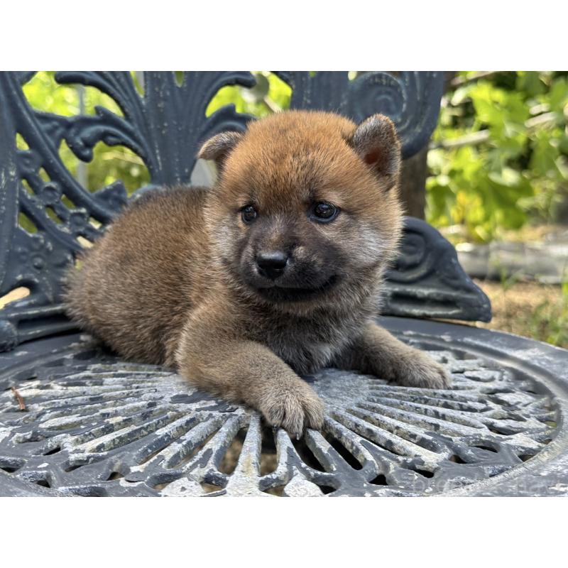 販売中の岡山県の柴犬-401132の2枚目