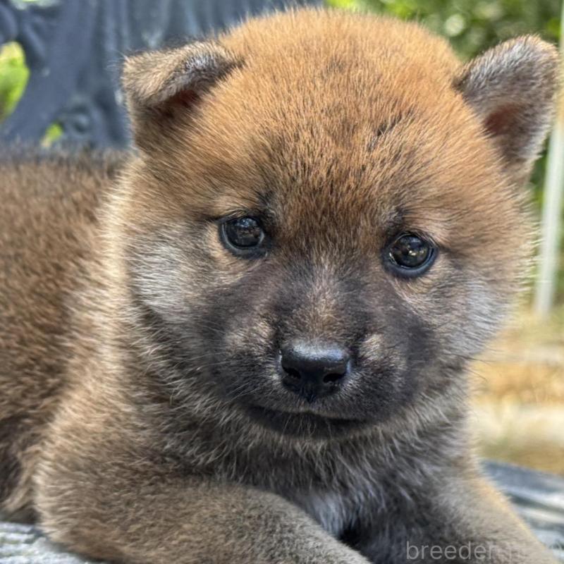 販売中の岡山県の柴犬-401132