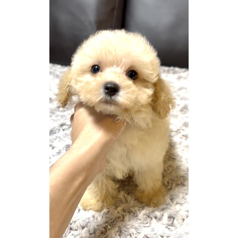 販売中の奈良県のマルプー:マルチーズ×トイプードル-397400