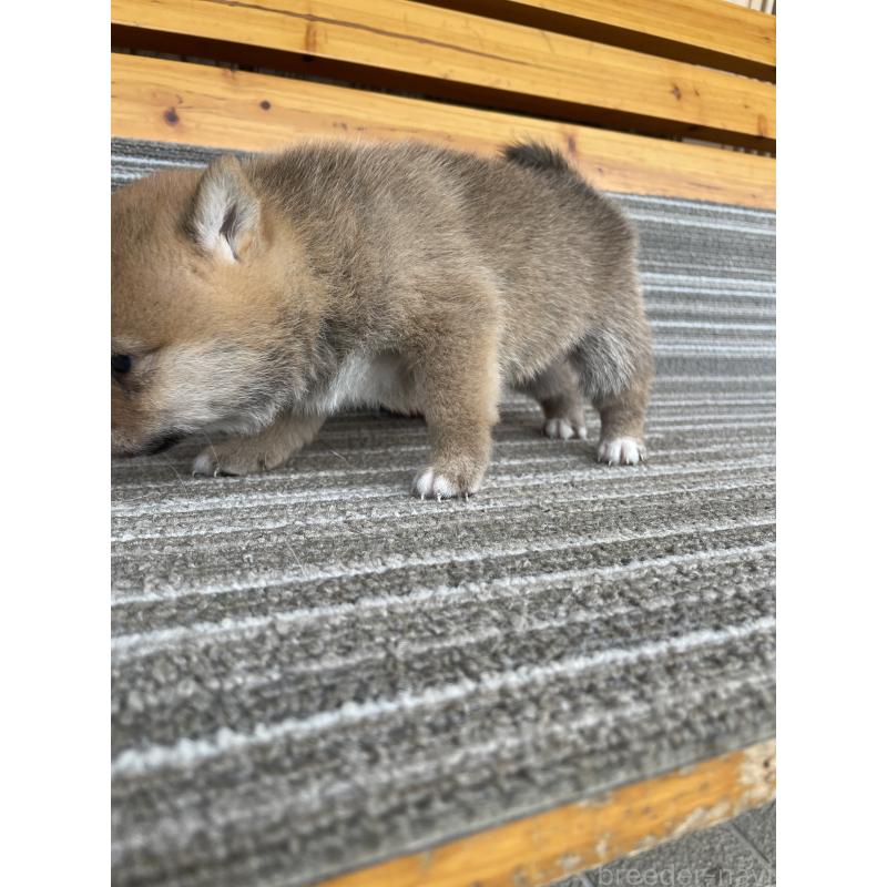 販売中の岡山県の豆柴-401148の2枚目
