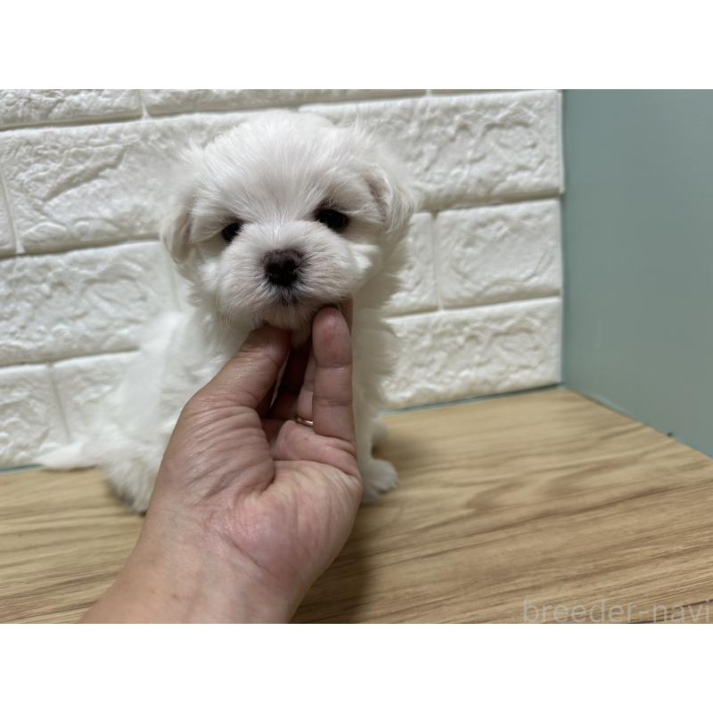販売中の愛媛県のマルチーズ-401165の8枚目