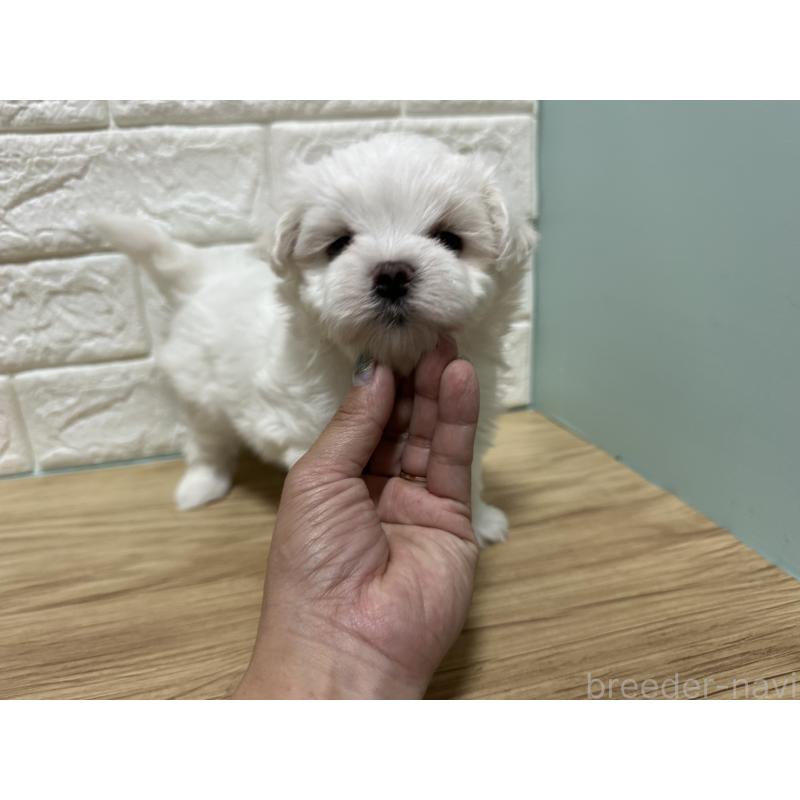 販売中の愛媛県のマルチーズ-401165の3枚目