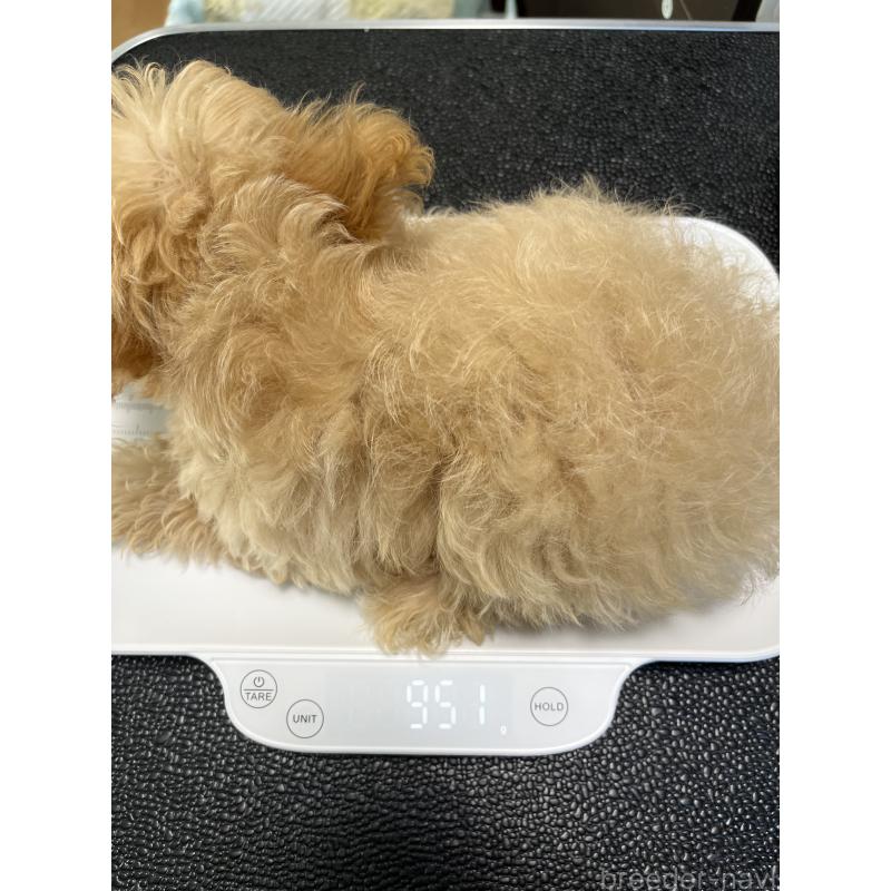 販売中の埼玉県のミックス犬-387220の8枚目