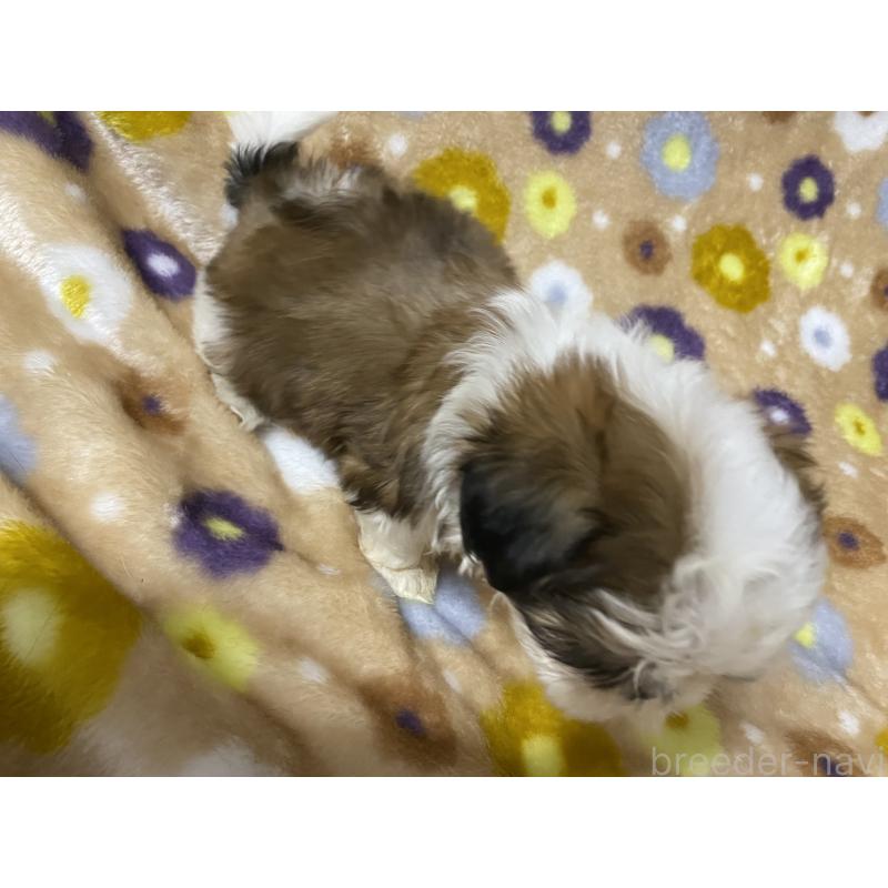 販売中の静岡県のシーズー-401183の3枚目