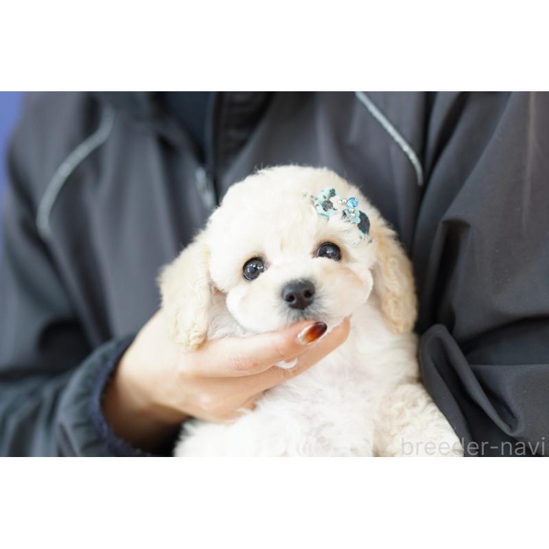販売中の埼玉県のミックス犬-401184の3枚目