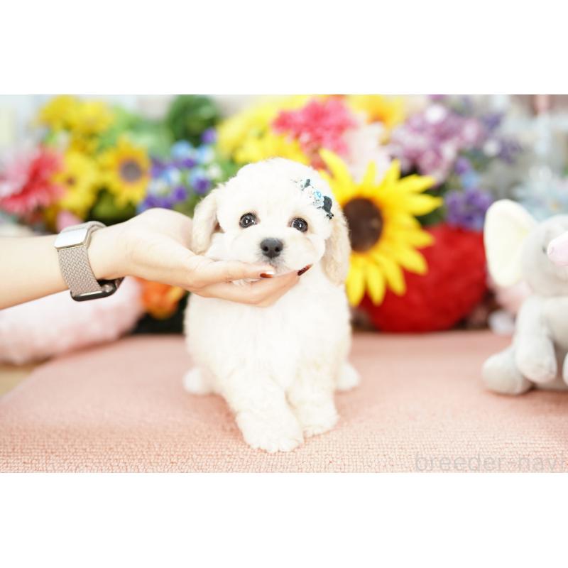 販売中の埼玉県のミックス犬-401184の2枚目
