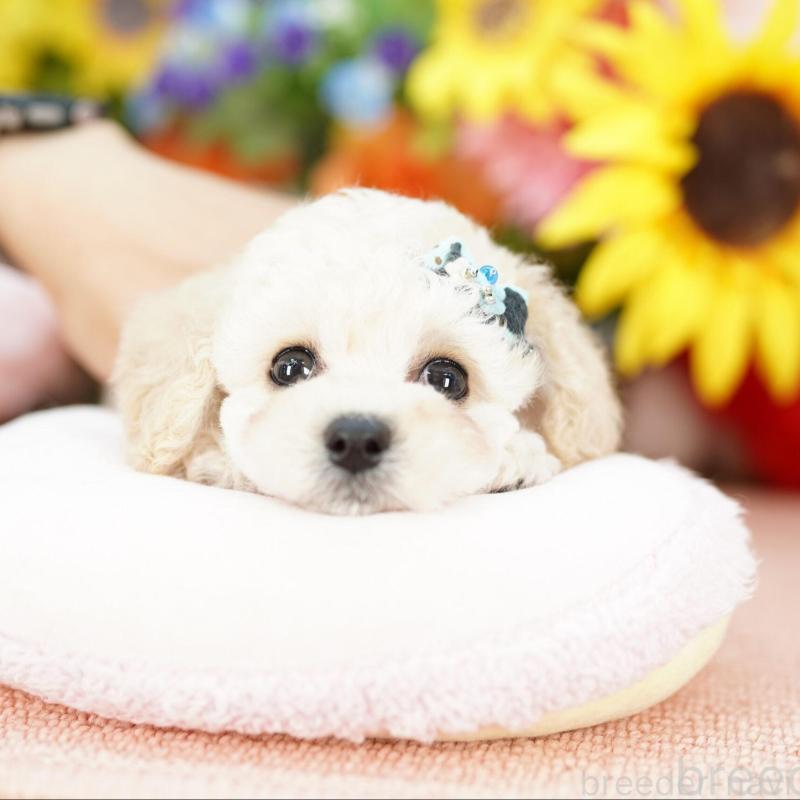 販売中の埼玉県のミックス犬-401184の1枚目