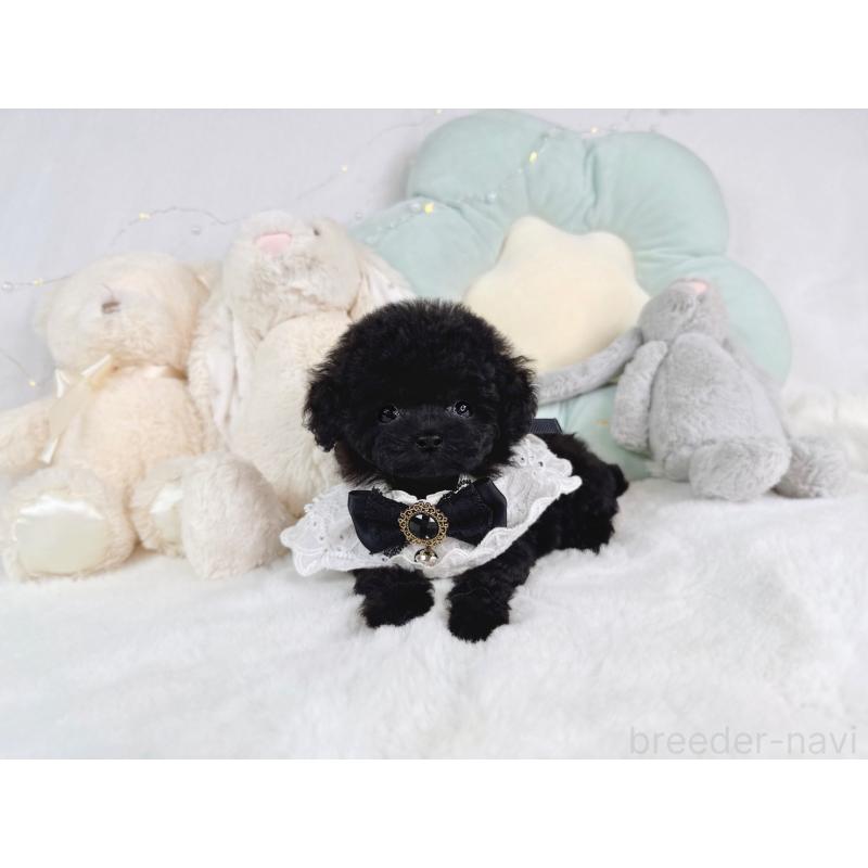 成約済の大阪府のティーカッププードル-399773の5枚目