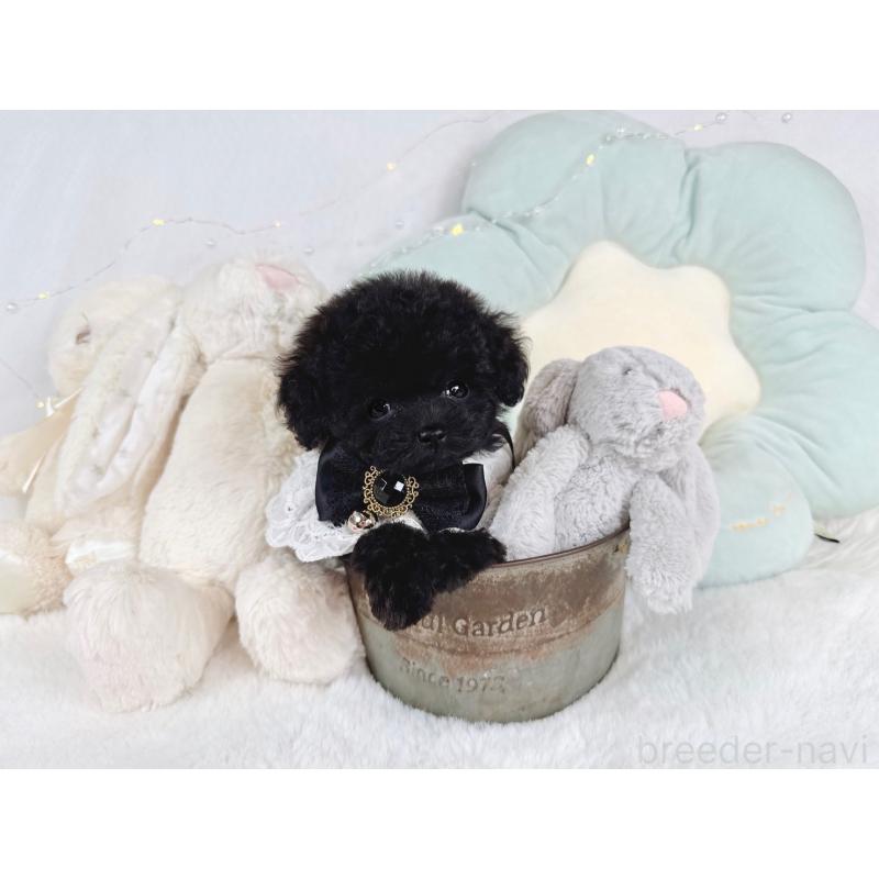 成約済の大阪府のティーカッププードル-399773の4枚目