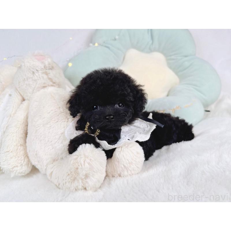 成約済の大阪府のティーカッププードル-399773の3枚目