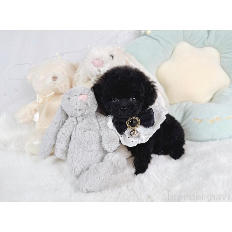 成約済の大阪府のティーカッププードル-399773の2枚目