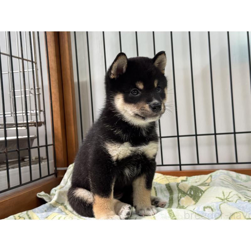 成約済の岡山県の豆柴-398377の4枚目