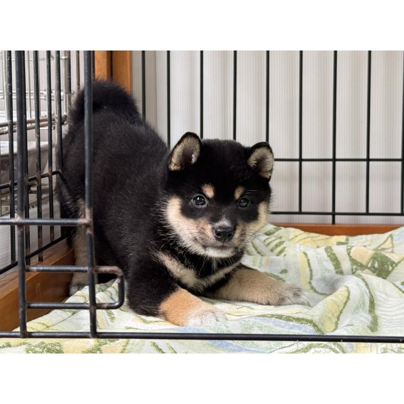 成約済の岡山県の豆柴-398377の3枚目