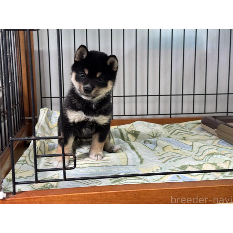 成約済の岡山県の豆柴-398377の2枚目