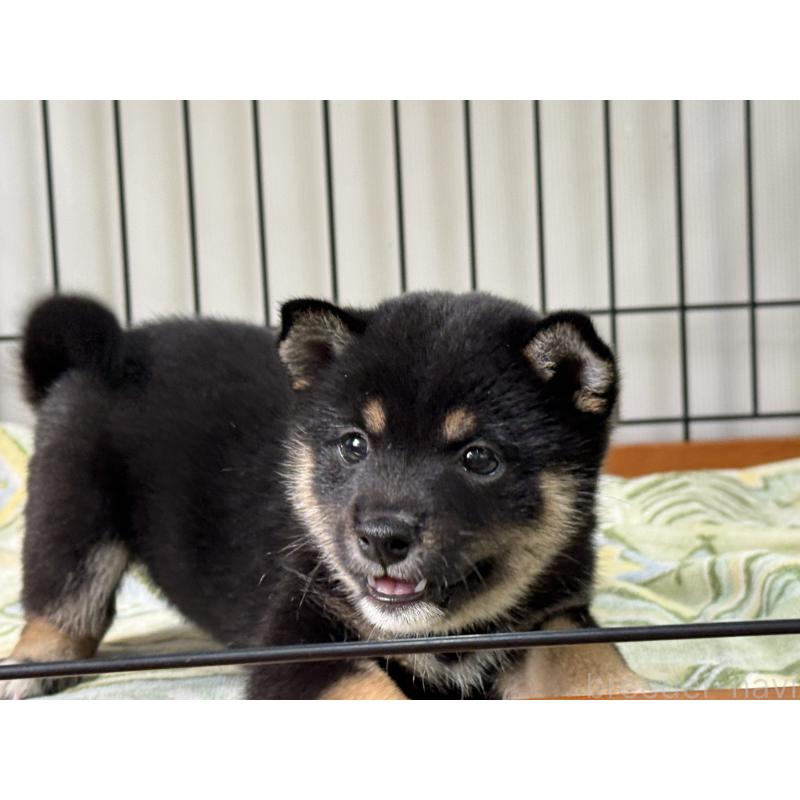 成約済の岡山県の豆柴-398374の4枚目