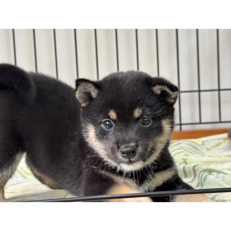 成約済の岡山県の豆柴-398374の3枚目