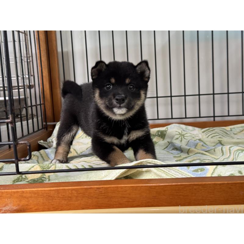 成約済の岡山県の豆柴-398374の2枚目