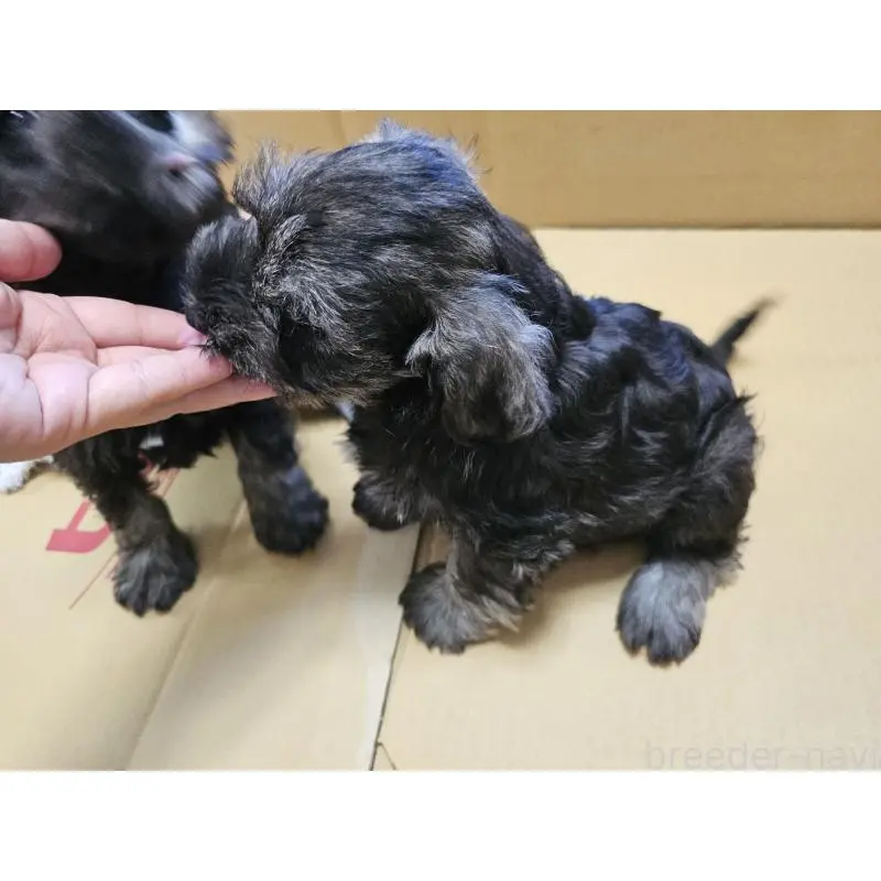 販売中の愛知県のミニチュアシュナウザー-401206の5枚目