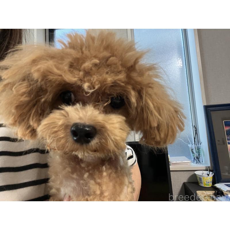 販売中の埼玉県のミックス犬-370849の2枚目