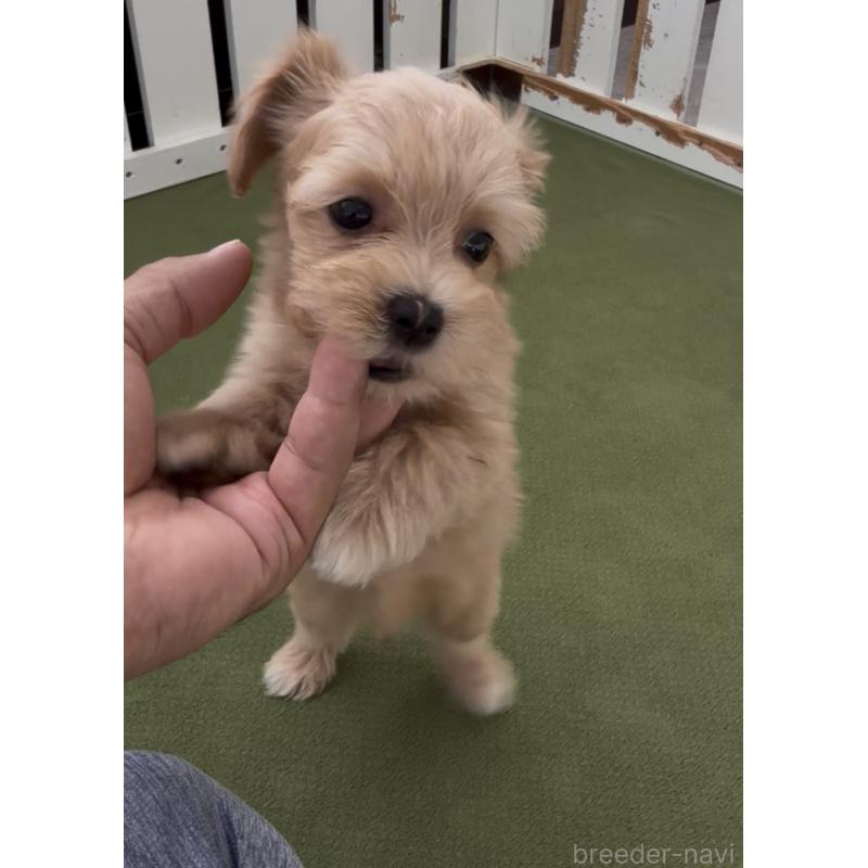 成約済の福岡県のマルプー:マルチーズ×トイプードル-398634の4枚目