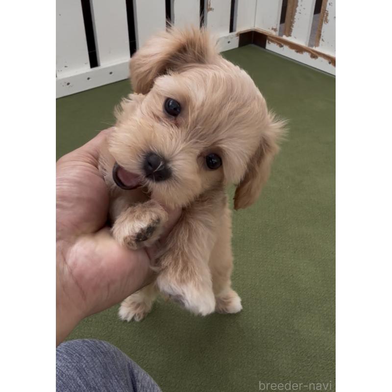 成約済の福岡県のマルプー:マルチーズ×トイプードル-398634の3枚目