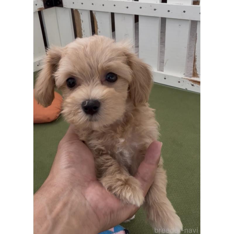 成約済の福岡県のマルプー:マルチーズ×トイプードル-398634の2枚目