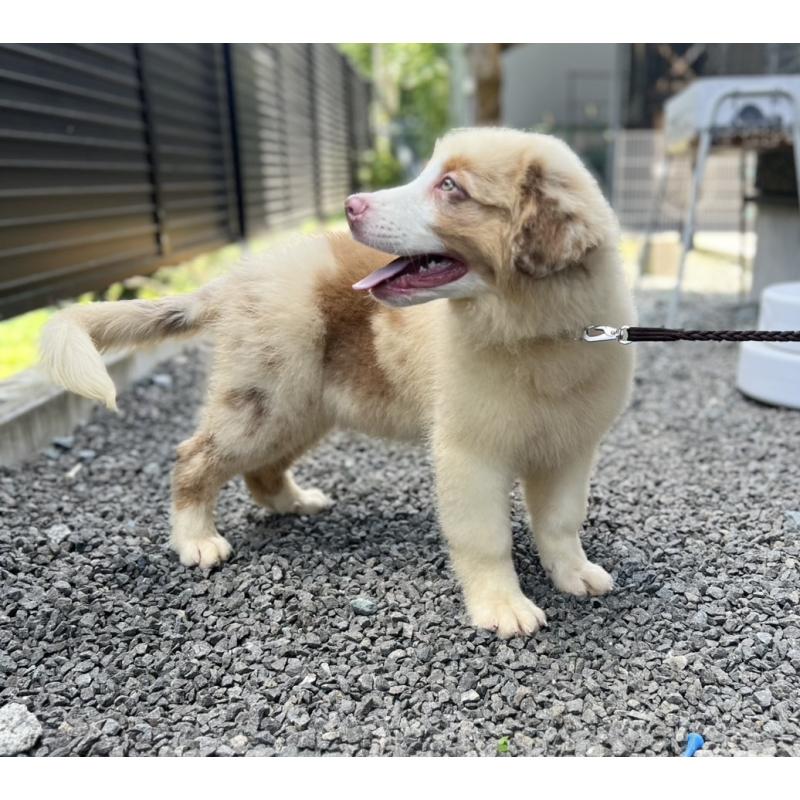 販売中の山梨県のオーストラリアンシェパード-381480の2枚目