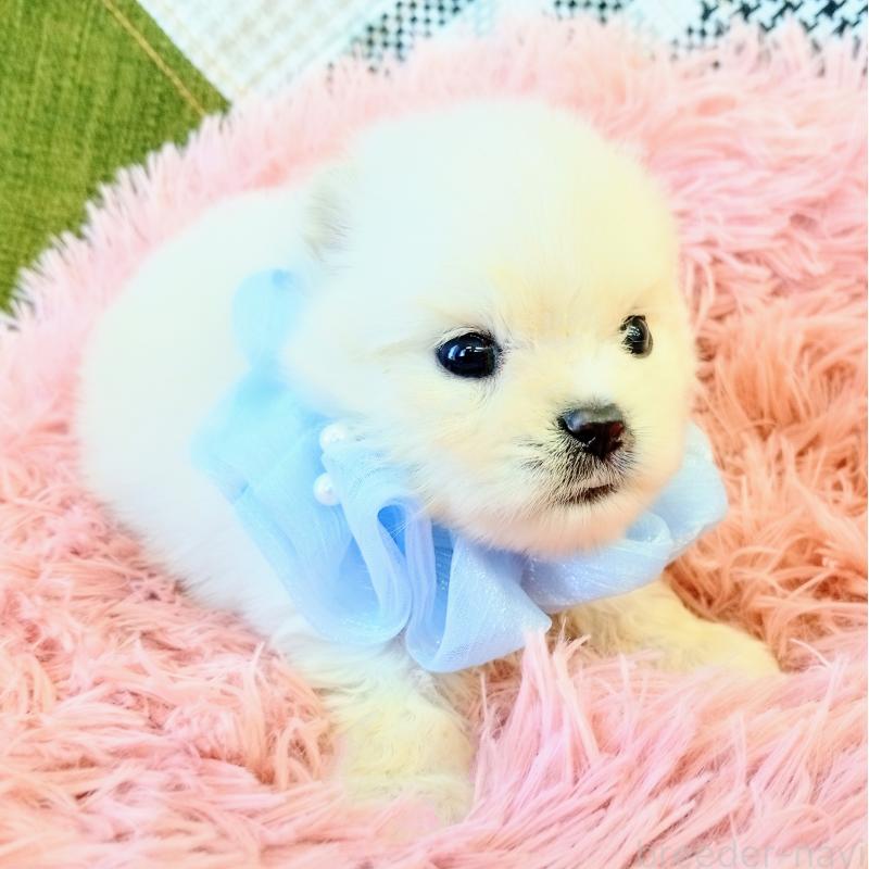 商談中の和歌山県のポメラニアン-401242の4枚目