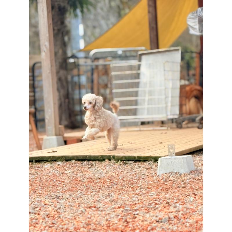 モンロー🌸ちゃん1枚目