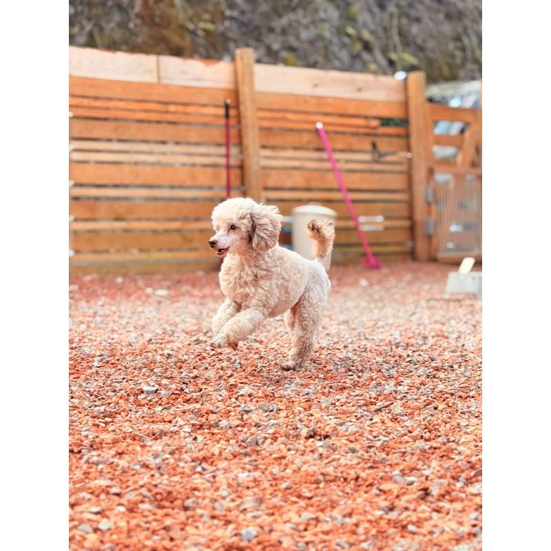 モンロー🌸ちゃん1枚目