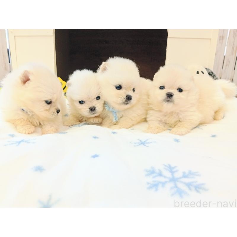 商談中の和歌山県のポメラニアン-401244の2枚目