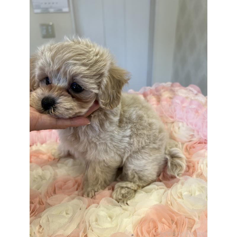 成約済の群馬県のミックス犬-399871の8枚目
