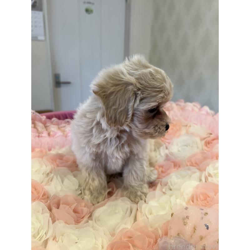 成約済の群馬県のミックス犬-399871の5枚目
