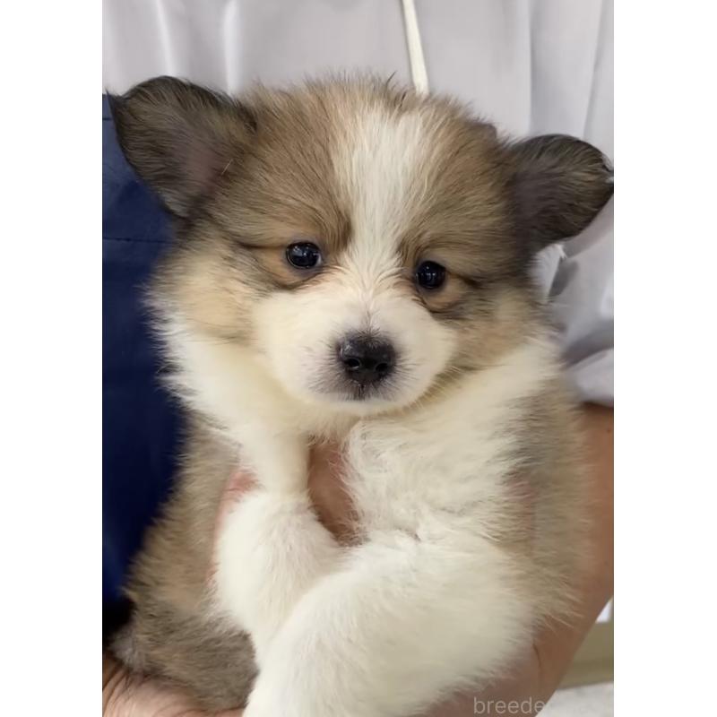 商談中の福岡県のミックス犬-401252の5枚目
