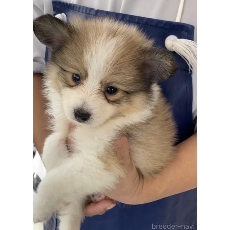 商談中の福岡県のミックス犬-401252の4枚目