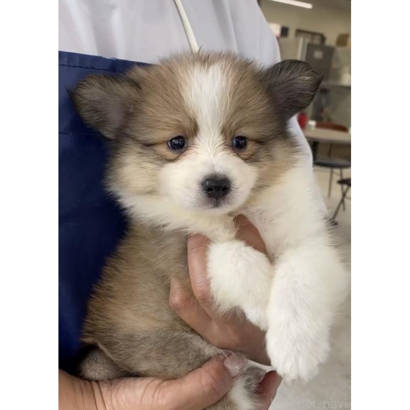 商談中の福岡県のミックス犬-401252の3枚目