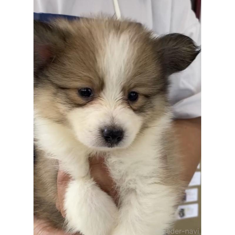 商談中の福岡県のミックス犬-401252の2枚目