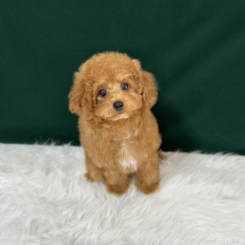 販売中の広島県のタイニープードル-400951の1枚目