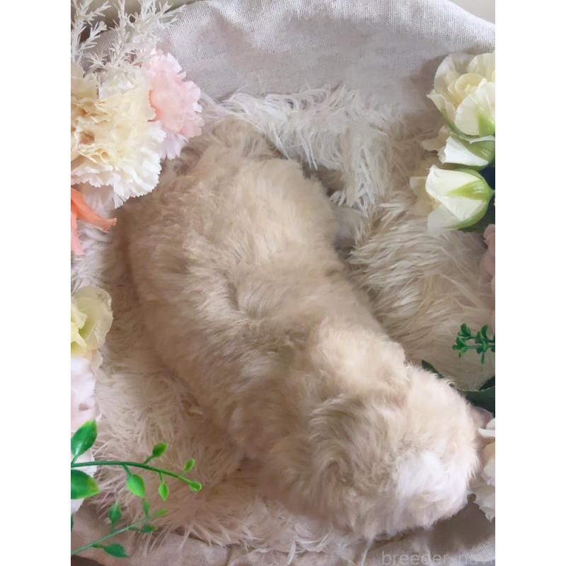 販売中の岐阜県のマルプー:マルチーズ×トイプードル-401113の6枚目