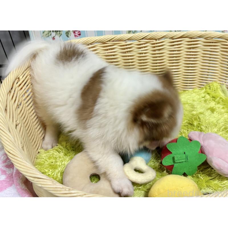 販売中の秋田県のポメチワ:ポメラニアン×チワワ-393355の6枚目